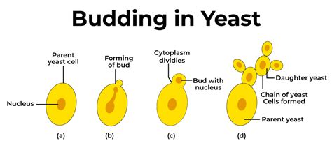 Asexual Reproduction In Plants Types Methods And Examples