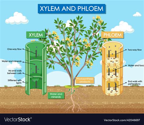 Diagram Showing Xylem And Phloem Plant Royalty Free Vector
