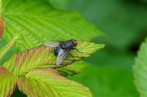Black Fly Sits On A Green Leaf In The Garden Stock Photo Image Of