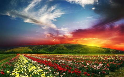 Nature Landscape Sunset Clouds Flowers Wallpapers Hd Desktop And Mobile Backgrounds