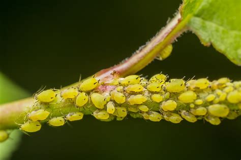 How To Get Rid Of Aphids Step By Step Just Houseplants