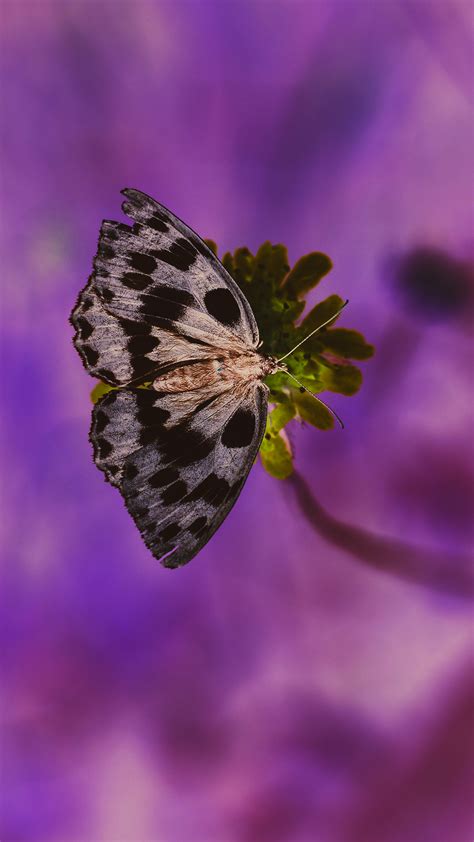 Butterfly Purple Hd Wallpaper For Your Mobile Phone