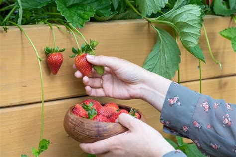How To Build A Raised Strawberry Bed Builders Villa
