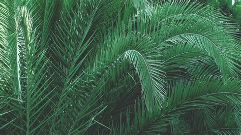 Green aesthetic | green aesthetic, dark green aesthetic. 1000+ Amazing Palm Tree Photos · Pexels · Free Stock Photos