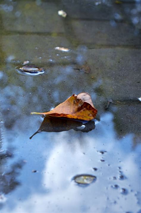 Leaves Autumn Leaves Water Puddle Leaf Autumn On Eyeem In 2021