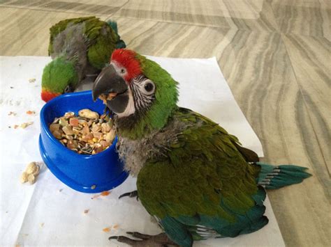 Parrots And Exotic Birds For Sale Birds For Sale