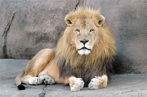 5,700 free images of lions. african lion | My HD Animals