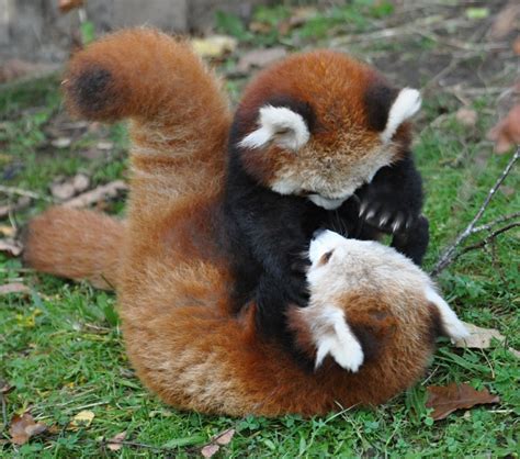 Funny And Cute Red Panda Images Funny And Cute Animals