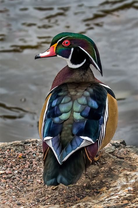 Wood Duck Audubon Field Guide