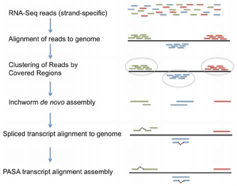 Hybrid Approach To Rna Seq Based Transcript Reconstruction Leveraging