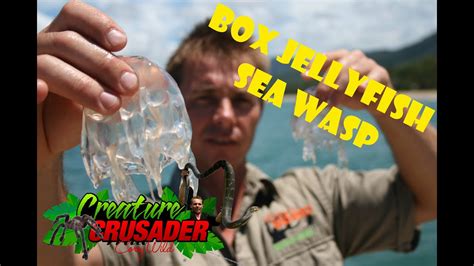 Box Jellyfish Marine Stinger Sea Wasp Dose It Sting