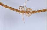 Rat Climbing Rope Photos