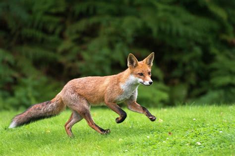 Red Fox Cub Running By James Warwick