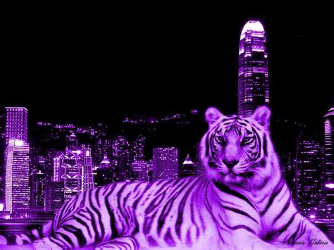 3d Purple Tiger Wallpaper