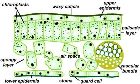 Revisiongcse Biology Plant Biology The Student Room