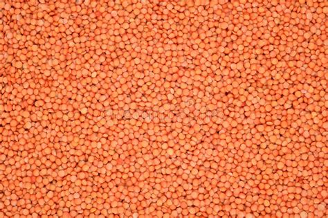 Red Raw Lentil Texture As Background Stock Image Image Of Colored
