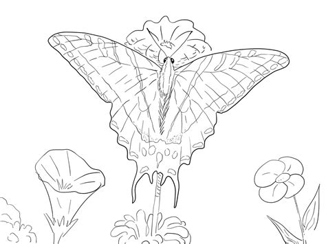 Two Tailed Swallowtail Butterfly Coloring Page Colouringpages