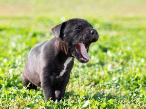 He has not had a lack of. Why Dogs Vomit Undigested Food | Dog's Health