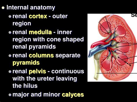 Ppt Excretory System Powerpoint Presentation Free Download Id3007526