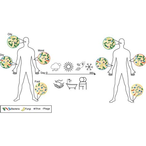 Temporal Stability Of The Human Skin Microbiome Cell