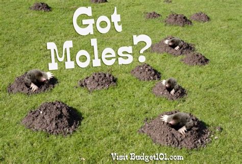 How To Get Rid Of Moles Quickly Mole Repellent Mole Garden Pests