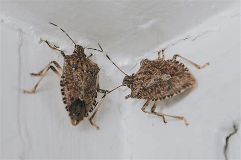 Thousands Of Stink Bugs Infest Homeowners Fireplace