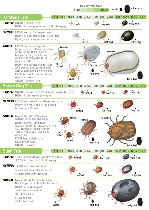 Tick Identification Chart And Signs Quakers Hill Vet Hospital