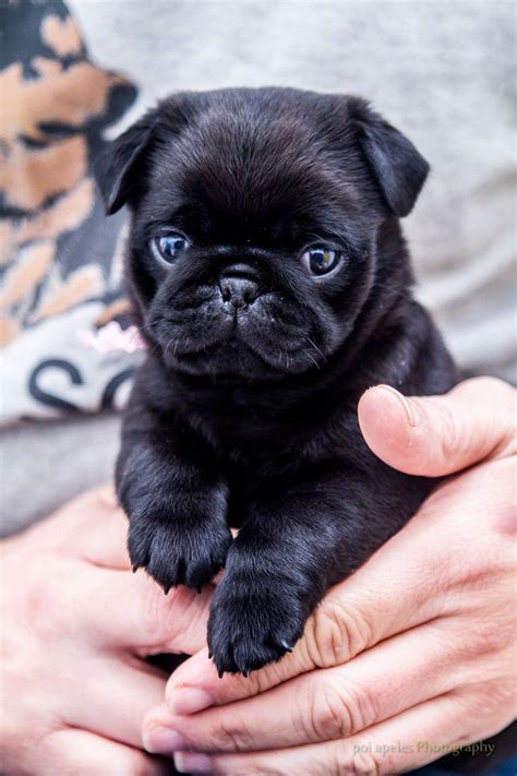 Holding A 10 Week Old Pug Imgur Pugpuppy Baby Pugs Pug Puppies