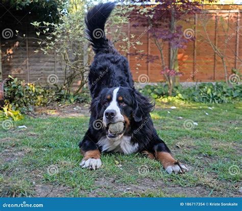 Bernese Mountain Dog Playing In The Garden With The Tennis Ball Stock
