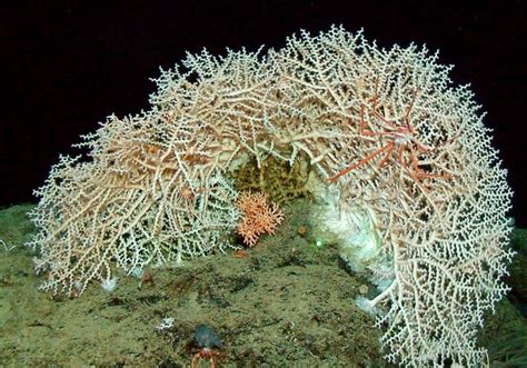 9 Types Of Marine Ecosystems