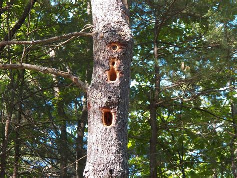 Pileated woodpeckers are solitary and can be challenging to find. What Lives in my Yard?: Woodpecker Hole Identification ...