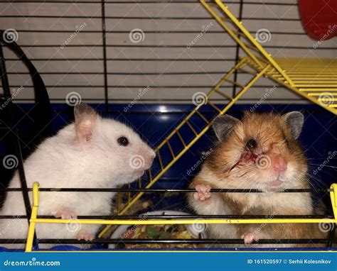 Two Hamsters Peek Out Of The Cage The White Rodent Looks At The Brown