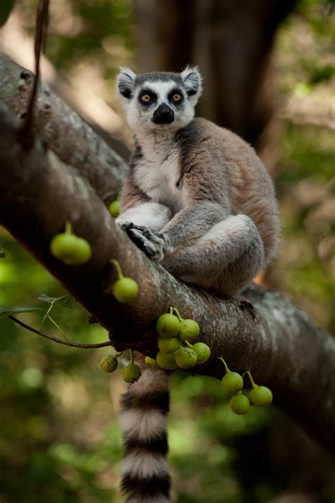 Owlkids Movie News Island Of Lemurs Madagascar Owlkids