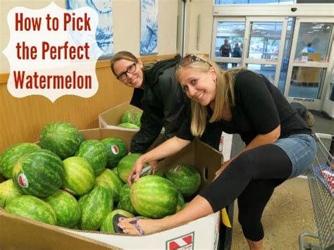 Farmers know their business and will only harvest. How to Pick the Perfect Watermelon - One Hundred Dollars a ...