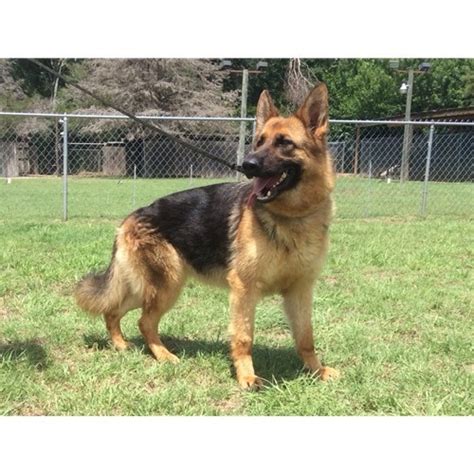 Magpie Vom Nevadahaus German Shepherd Breeding Females Nevada Haus