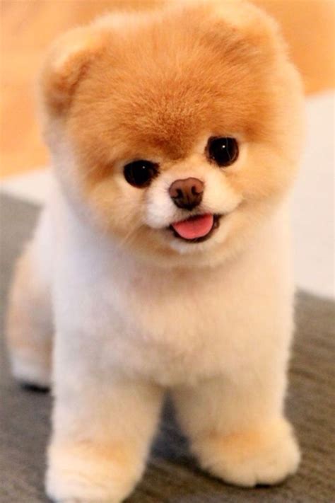 17 Best Images About Boo The Most Famous Pomeranian On