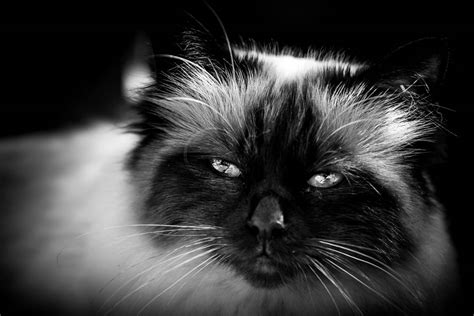 Himalayan Cat Breed Profile Cat World