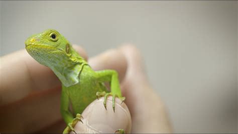 Rare Baby Iguana Discovered Youtube