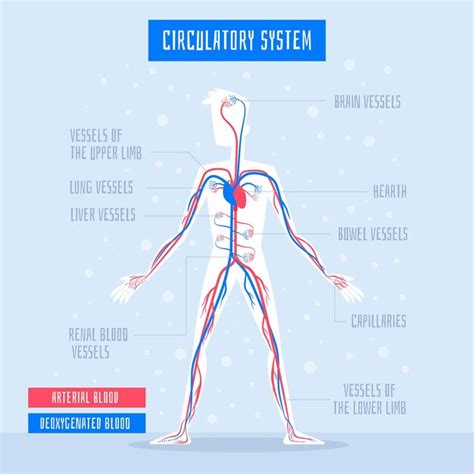 Infograf A Del Sistema Circulatorio Plano Vector Gratis The Best