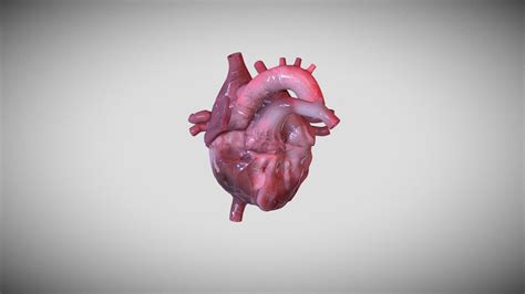 Human Heart Download Free 3d Model By Freddan755