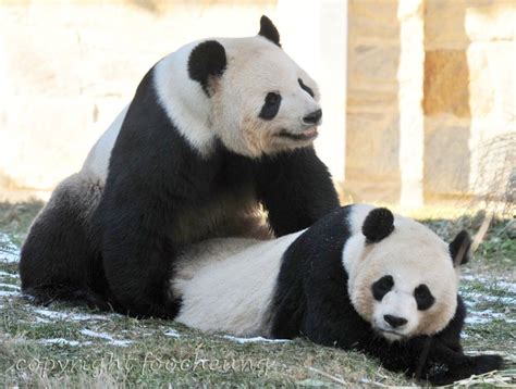 Giant Panda Mating Season At National Zoo Flickr