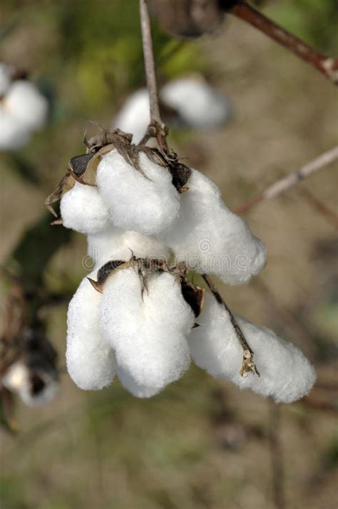 4 Cotton Plant Field Day Outdoor Free Stock Photos Stockfreeimages