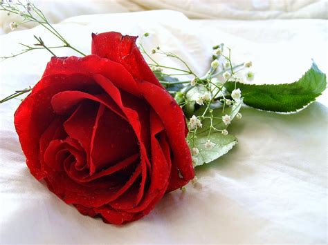 Best hd red flowers images & pictures. Beautiful Flowers HD ~ Poze rase de pisici apartament si ...