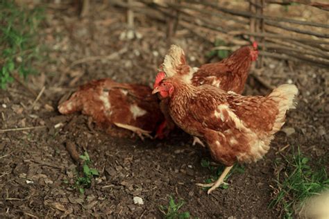 5 Beginner Hens That Lay Lots Of Eggs
