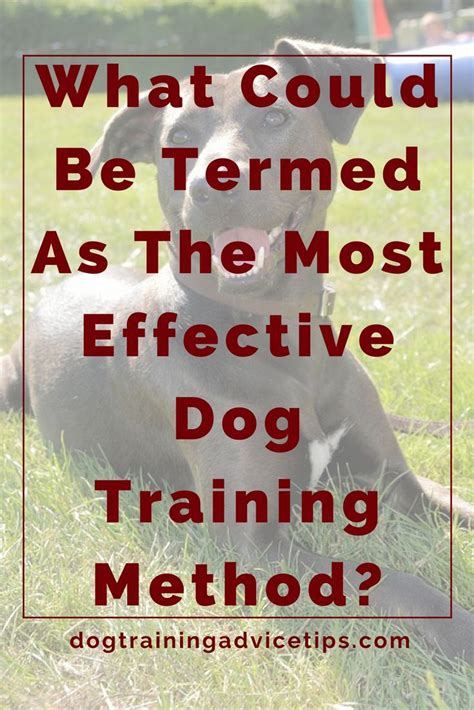 What Could Be Termed As The Most Effective Dog Training Method Food
