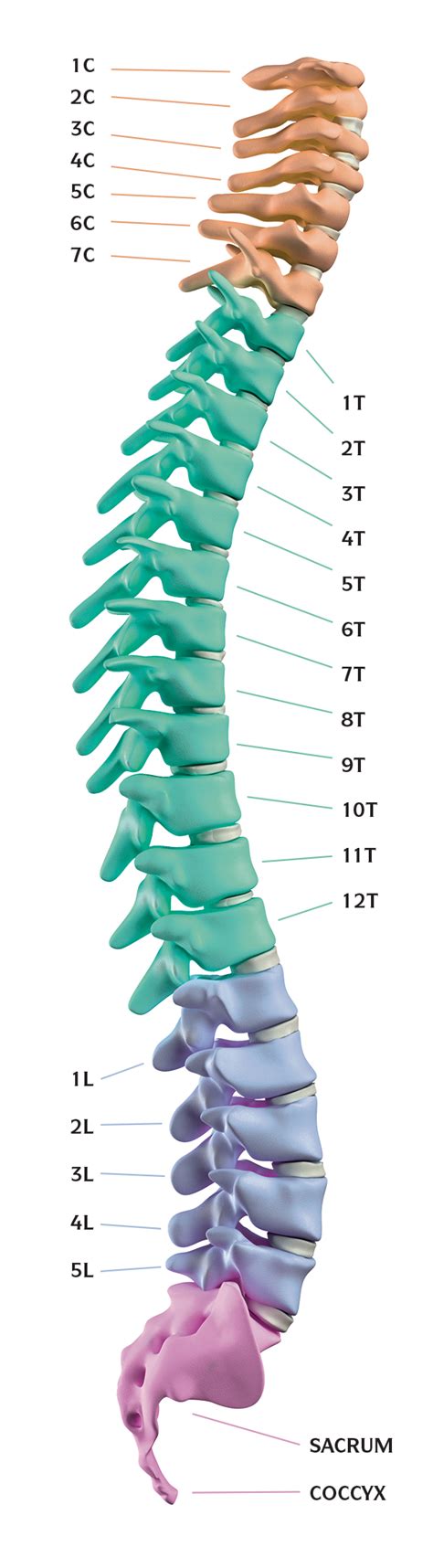 Cervical Spinal Nerve Chart
