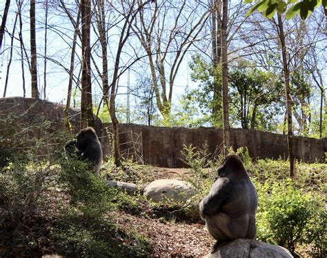 Itap Of The Bachelor Gorillas Enjoying A Sunny Day At Zoo Atlanta
