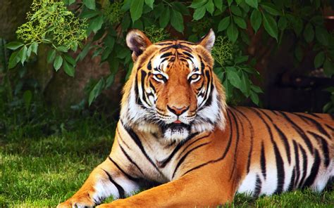 Strong Natural Tiger Hd Desktop Wallpaper Tiger Wallpaper Tiger