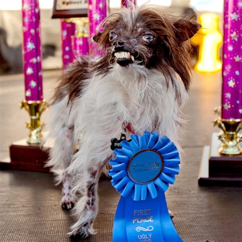 And The Worlds Ugliest Dog For 2014 Is E Online