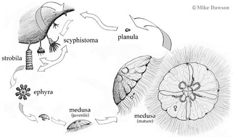 Jellyfish Life Cycle Scyphozoa
